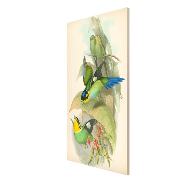Quadro vintage Illustrazione vintage Uccelli tropicali
