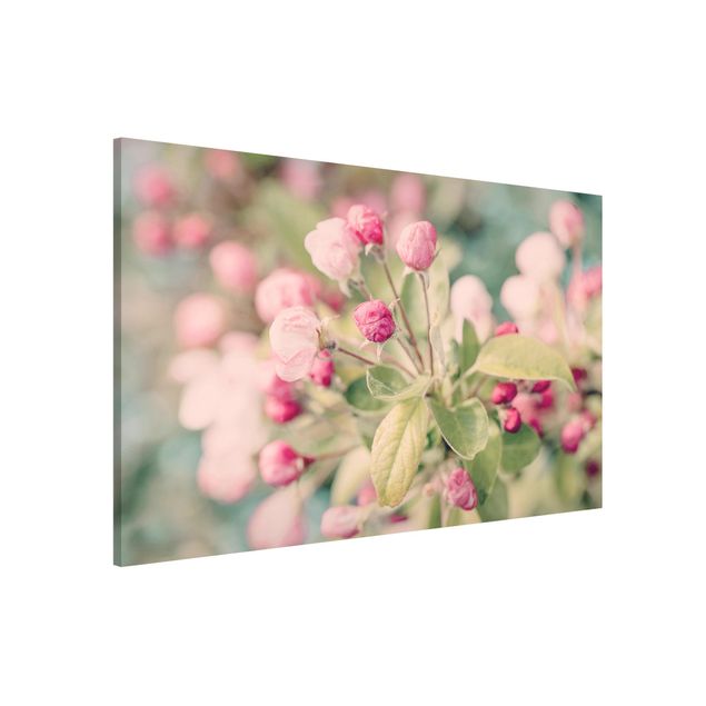 Lavagne magnetiche con fiori Bokeh di fiori di melo rosa chiaro