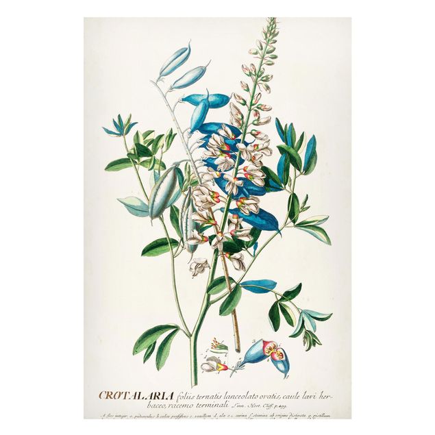 Quadri fiori Illustrazione botanica vintage Legumi