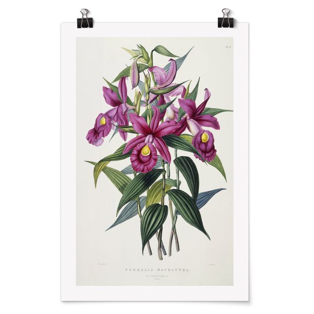 Poster retro Maxim Gauci - Orchidea I