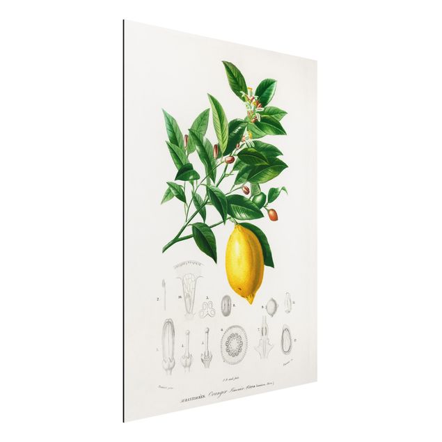 Quadri con fiori Illustrazione botanica vintage di limone