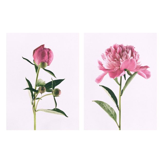 Quadri con fiori Peonie in rosa