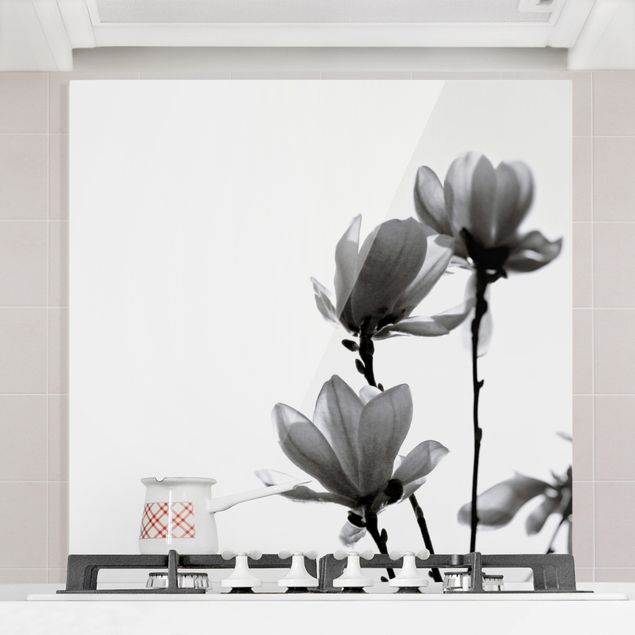 Paraschizzi con fiori Magnolia araldo di primavera in bianco e nero