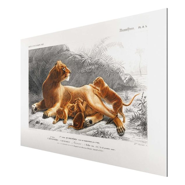 Leone quadro Bacheca Vintage Leonessa e cuccioli di leone