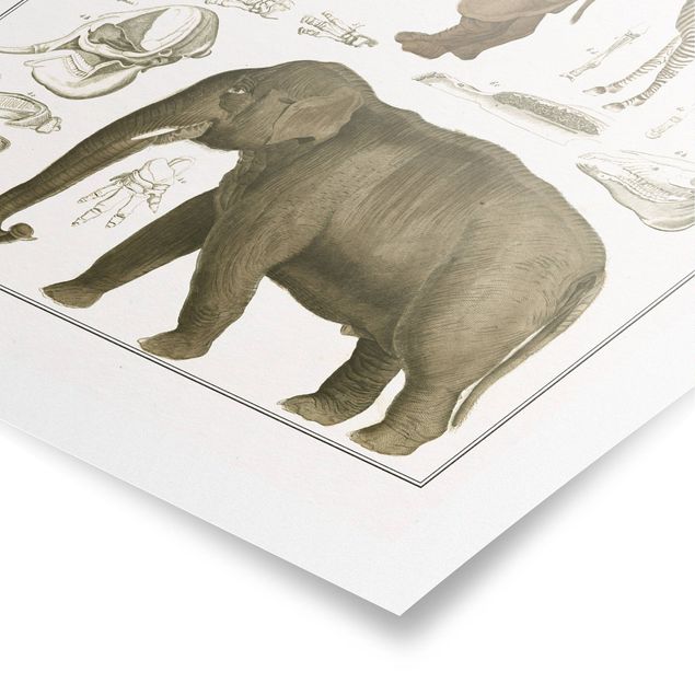 Poster retro Bacheca Vintage Elefante, zebra e rinoceronte