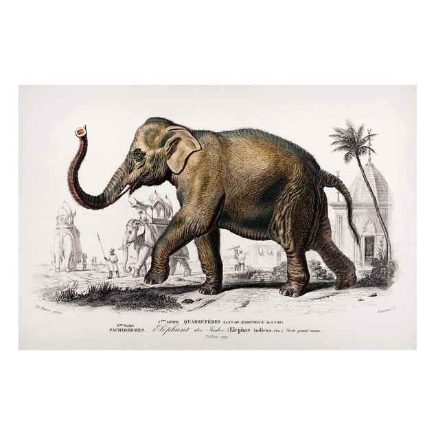 Quadro con elefante Bacheca vintage Elefante