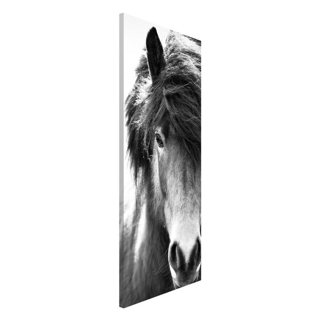 Quadro cavallo Cavallo islandese in bianco e nero