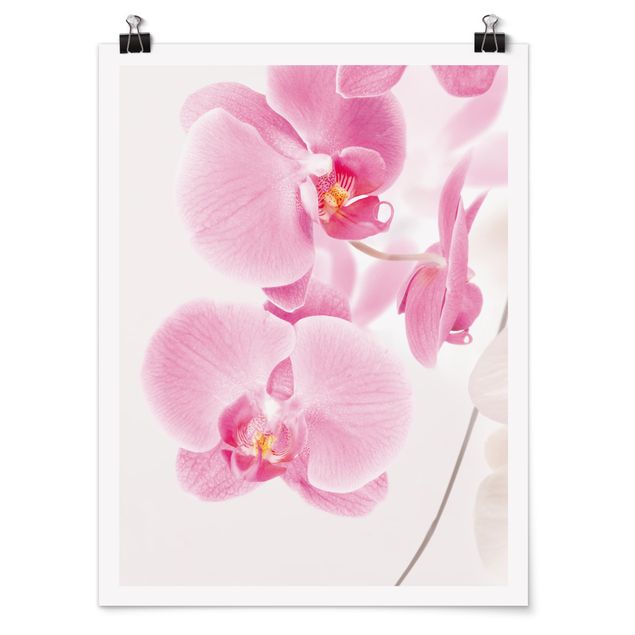 Quadri fiori Orchidee delicate