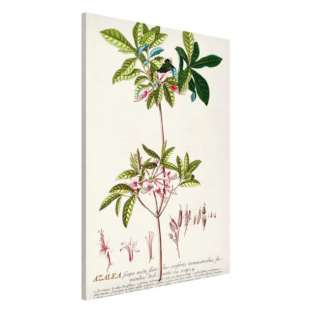 Lavagne magnetiche con fiori Illustrazione botanica vintage Azalea
