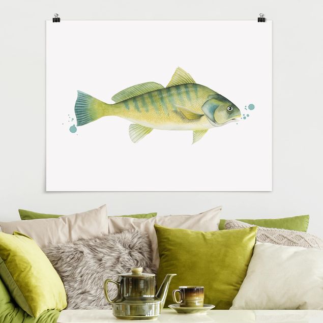 Quadro pesci Colore Cattura - Pesce persico