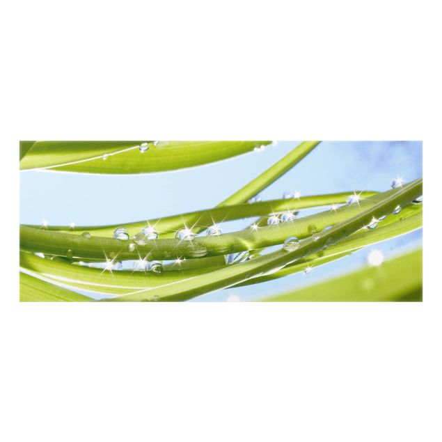 Paraschizzi in vetro - Fresh Green