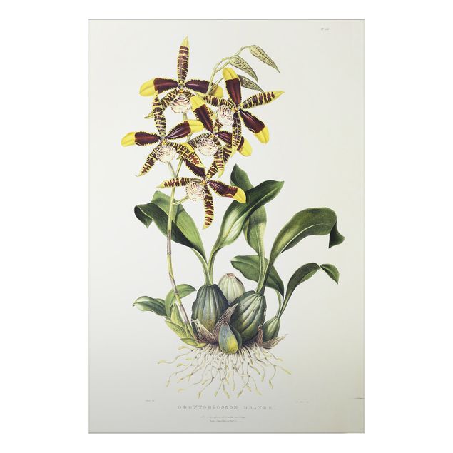 Correnti artistiche Maxim Gauci - Orchidea II
