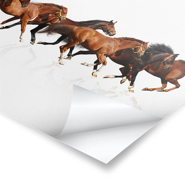Stampe poster Branco di cavalli