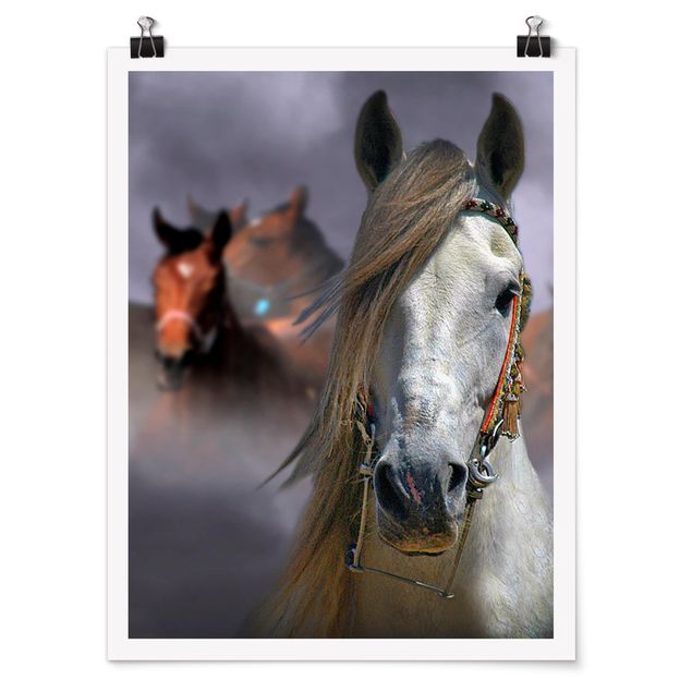 Poster animali Cavalli nella polvere