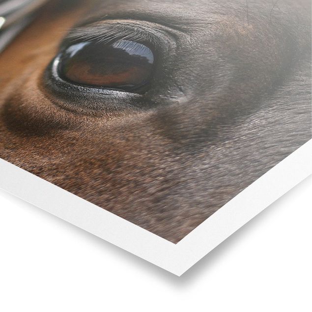 Poster animali Occhio di cavallo