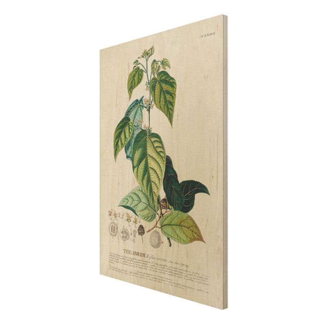 Stampe Illustrazione botanica vintage Cacao