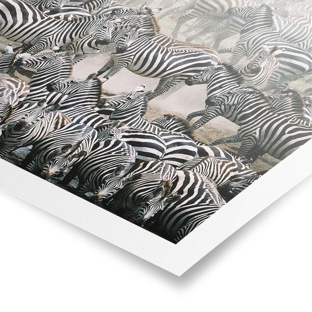 Quadro animali Branco di zebre