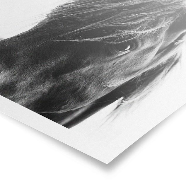 Poster bianco nero Cavallo curioso