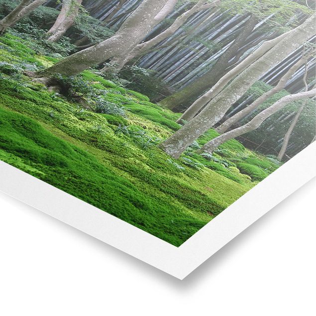 Poster paesaggio Foresta giapponese