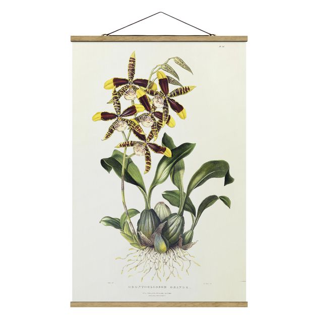 Quadri con fiori Maxim Gauci - Orchidea II