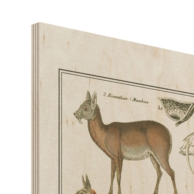 Stampa su legno - Vintage Consiglio giraffa, cammello e Llama - Verticale 4:3