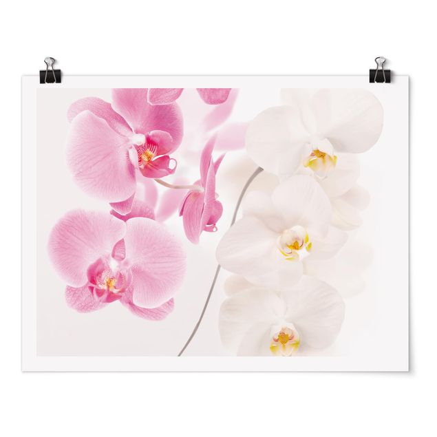 Quadri fiori Orchidee delicate