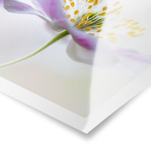 Stampe poster Fiore di vento in bianco