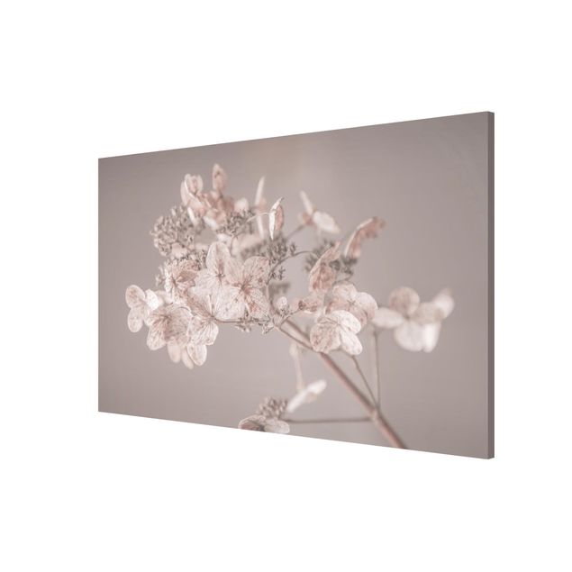 Quadri fiori Delicata ortensia bianca