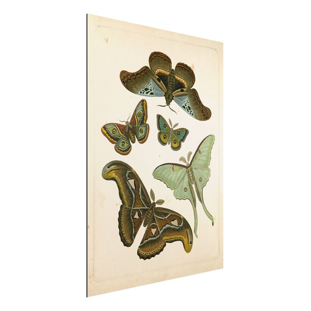 Quadri con farfalle Illustrazione vintage Farfalle esotiche II