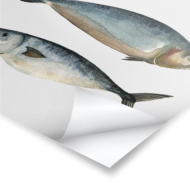 Poster Quattro pesci nell'acquerello II