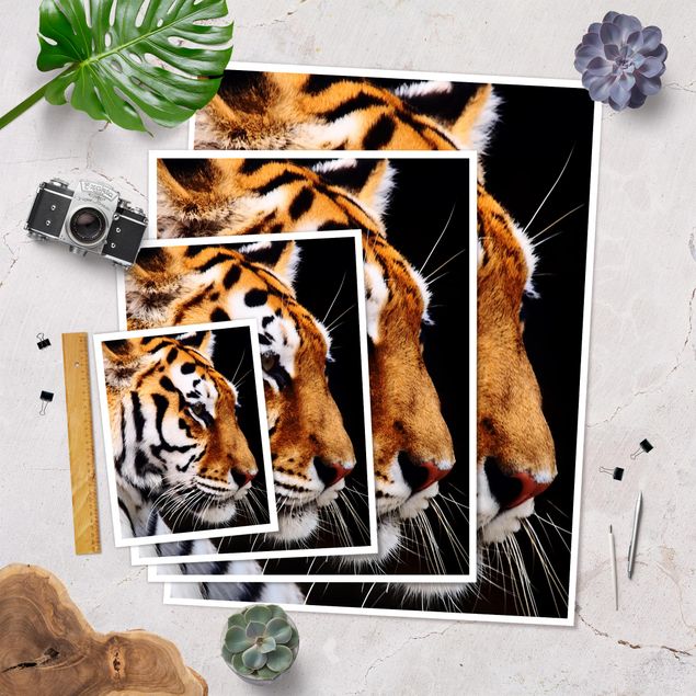 Poster - Tiger bellezza - Verticale 4:3