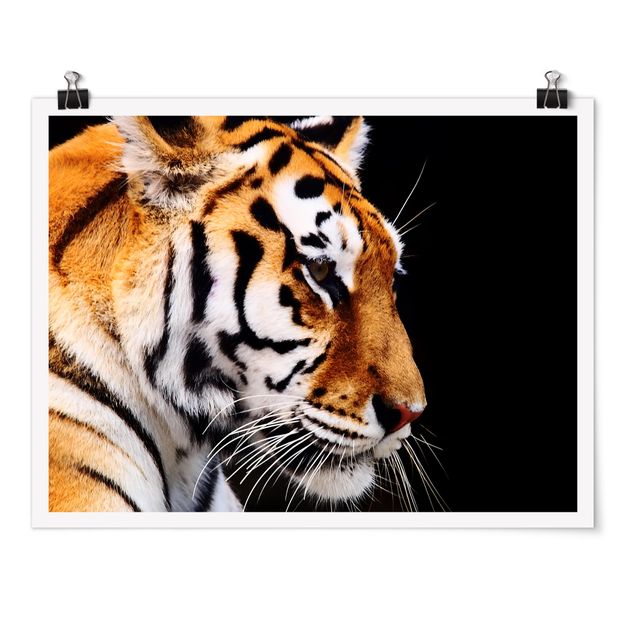 Poster - Tiger bellezza - Orizzontale 3:4