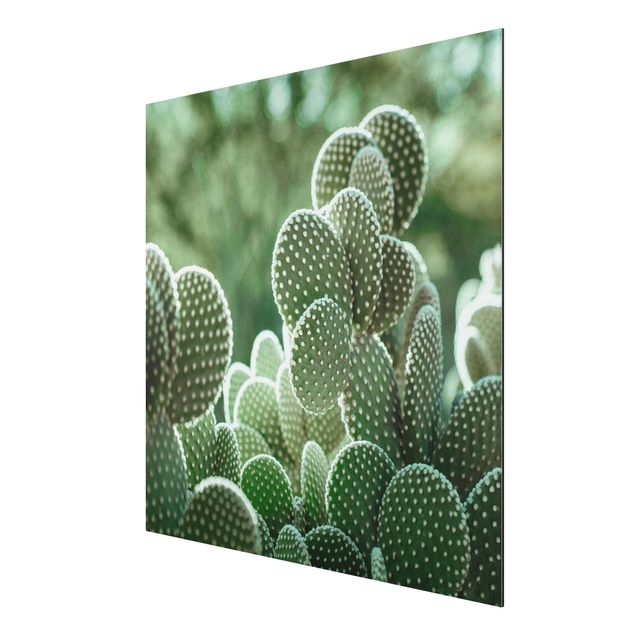 Quadri floreali Cactus