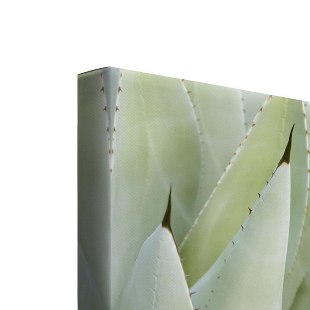 Quadri su tela Trio di agave e succulente