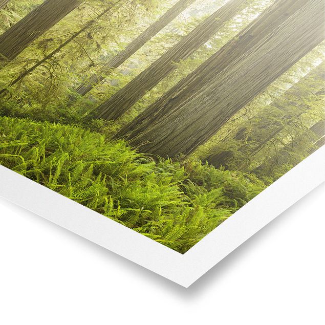 Poster natura paesaggi Vista sulla foresta del parco statale di Redwood