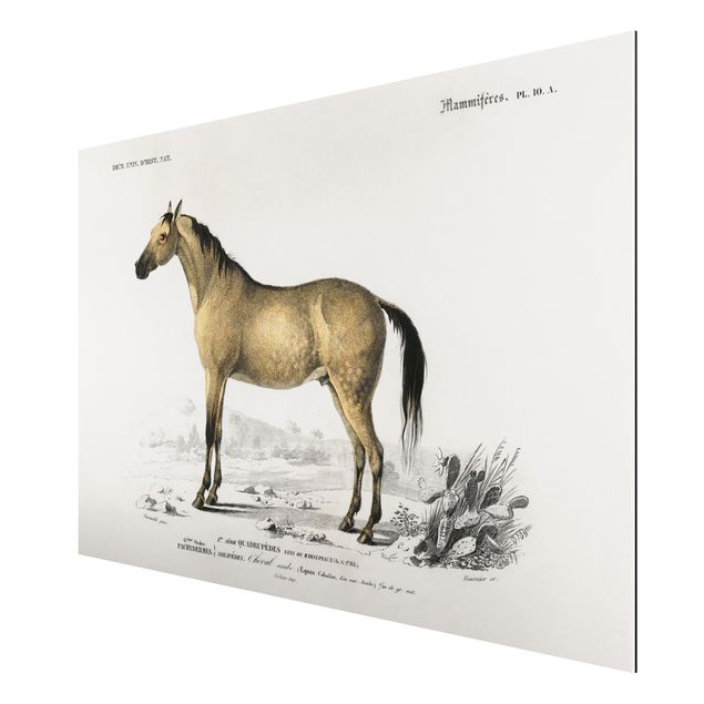 Quadro animali Bacheca Vintage Cavallo