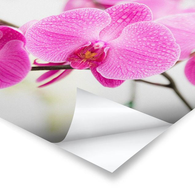 Stampe poster Orchidea ravvicinata