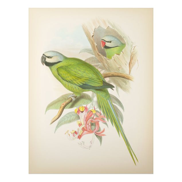 Quadro vintage Illustrazione vintage Uccelli tropicali II