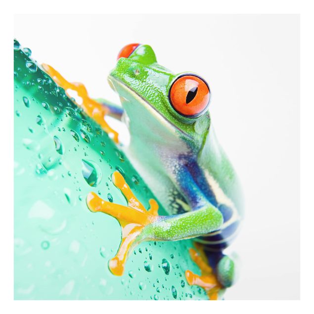 Paraschizzi in vetro - Frog