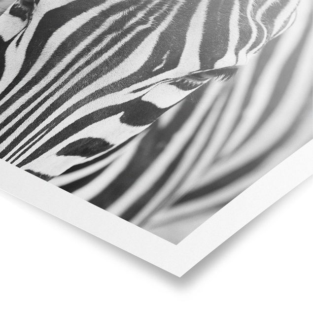 Quadri con disegni Sguardo da zebra
