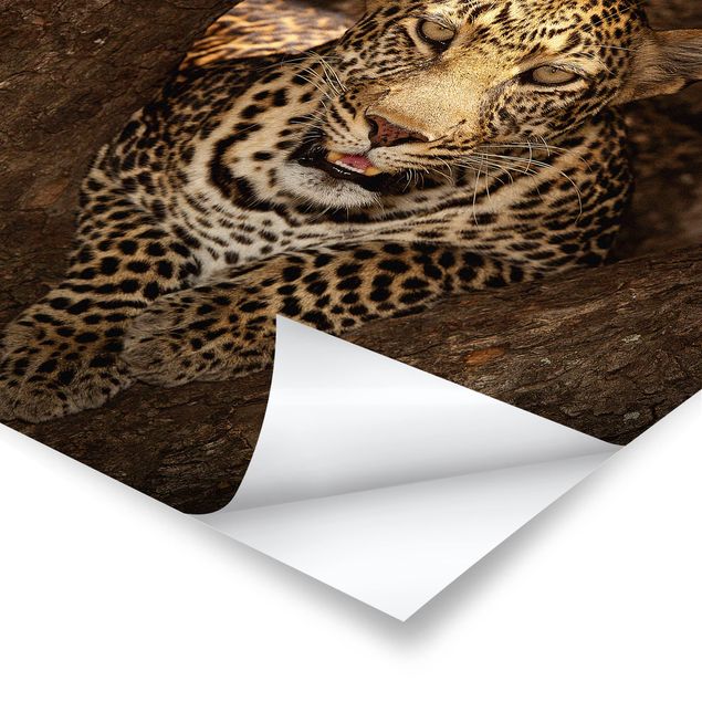Stampe Leopardo che riposa su un albero