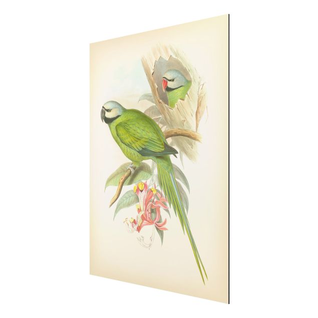 Quadri con animali Illustrazione vintage Uccelli tropicali II