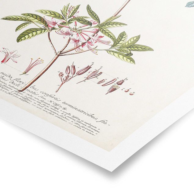 Quadri stampe Illustrazione botanica vintage Azalea