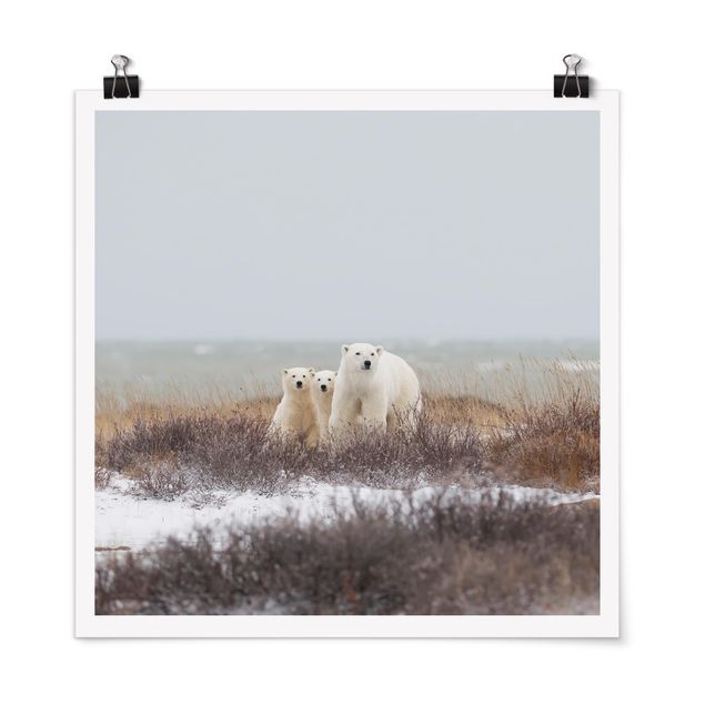Quadri con animali Orso polare e i suoi cuccioli