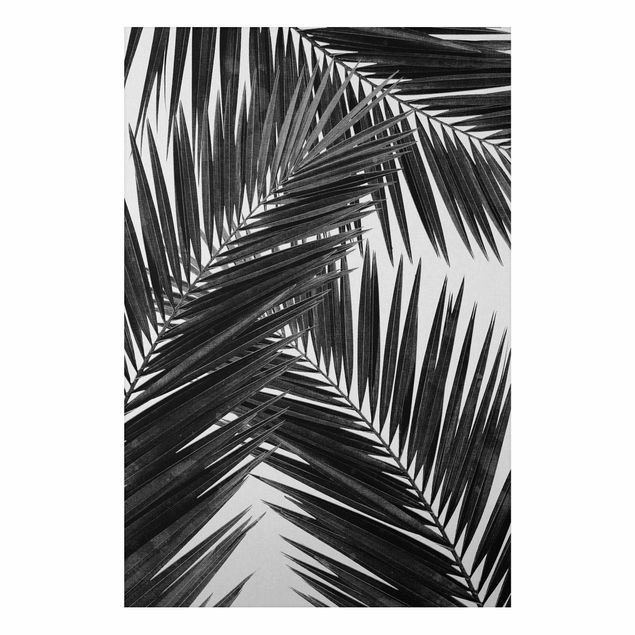 Quadri moderni   Vista sulle foglie di palma in bianco e nero