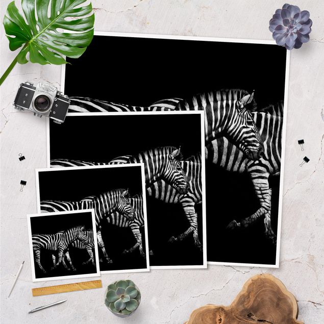 Poster da parete  Zebra nel buio