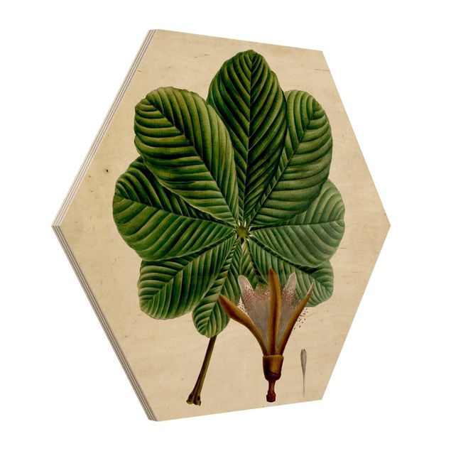 Quadri su legno Poster con piante caducifoglie II