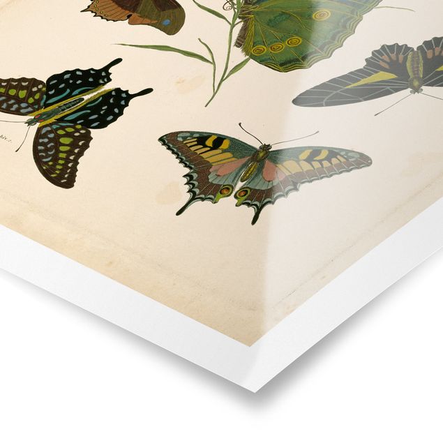 Quadri Illustrazione vintage Farfalle esotiche
