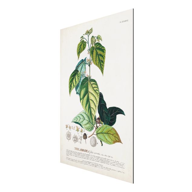 Quadro floreale Illustrazione botanica vintage Cacao