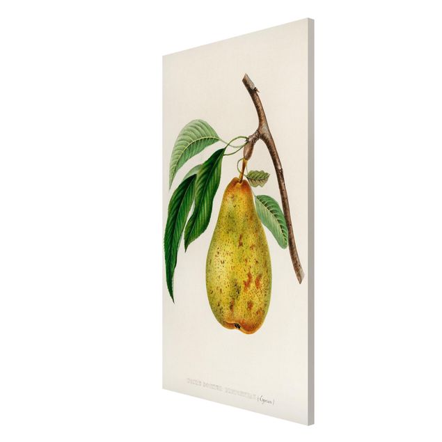 Quadri con fiori Illustrazione botanica vintage Pera gialla
